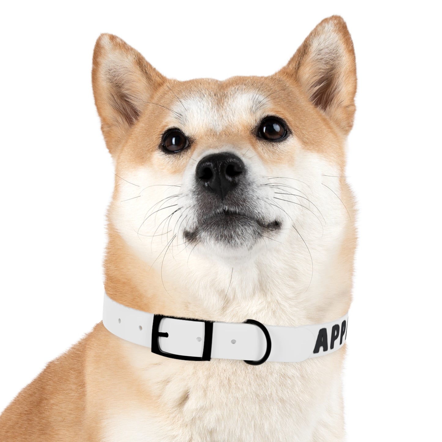 Dog Collar